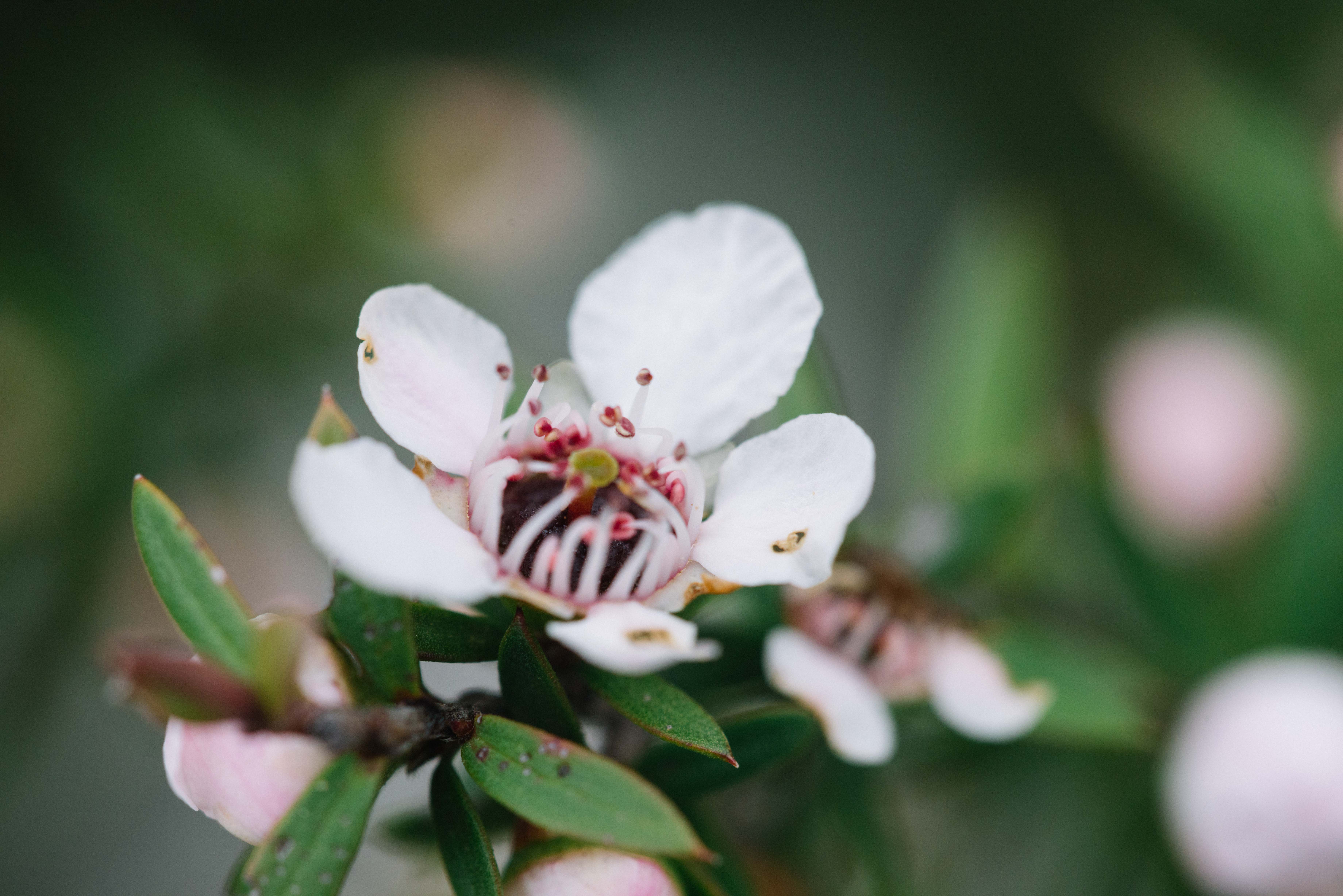 fiore miele di manuka originale nuova zelanda