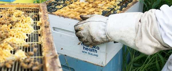 apicoltori miele di manuka MGO apicoltori miele di manuka MGO